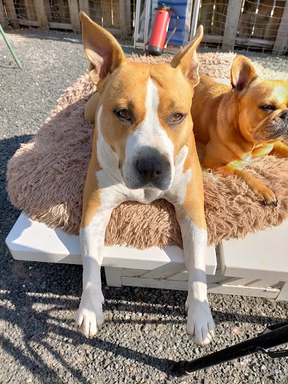 Motel VIP Dogs, Pension pour Chiens à Roquecourbe