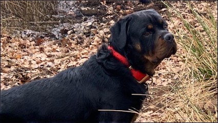 Kractère Knin, Dresseur de Chiens à Saintry-sur-Seine