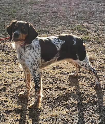Élevage De La Vallée D'oysel Éleveur De Chiens à Baugé-en-Anjou