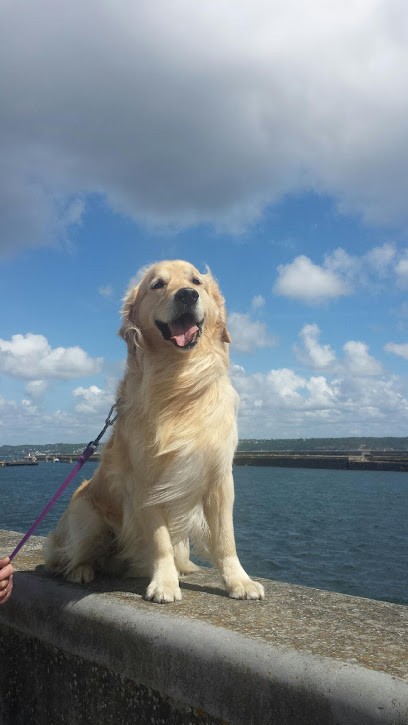 HOPLA DOG, Dresseur de Chiens à Wittenheim