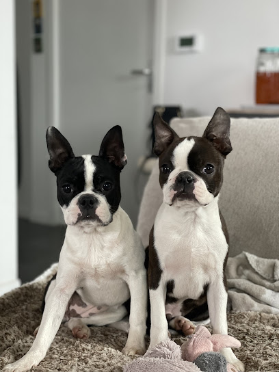 Élevage Chan Chue ( Chiots Boston Terrier Normandie Calvados Orne Manche Seine-Maritime Ile De France ), Éleveur De Chiens à Bonnœil