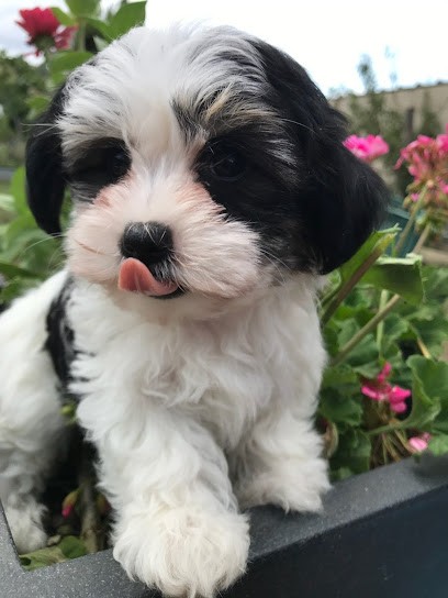 Élevage Les petits chiens malins : Chiots de petites races Bichons , Spitz nain pomeranian, Morkie, Westie, Yorkshire, Eleveur de Chiens à La Terrasse-sur-Dorlay