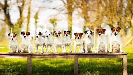 L’Arche de Chambord élevage familial ~ Jack Russell Terrier LOF et Welsh Corgi Pembroke LOF, Eleveur de Chiens à Secondigny