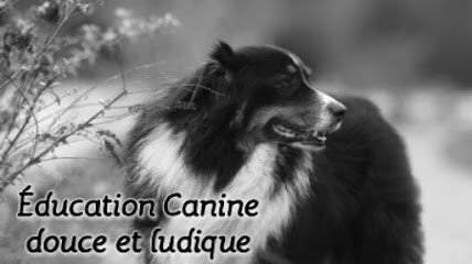 Académie Des Chiens de Paris, Dresseur de Chiens à Paris 17