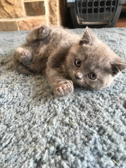 Rudy Padla Breeding, EARL, Eleveur de Chiens à Garennes-sur-Eure