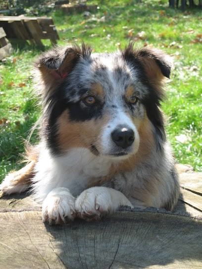 Les Yeux De Bahine, Pension pour Chiens à Linas