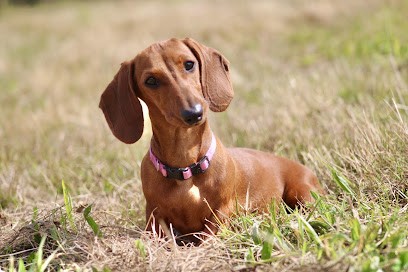 Élevage du chemin de l'espoir : Éleveur Teckel poil long nains et Kaninchen, Teckel à poil ras et Berger Américain Miniature, Eleveur de Chiens à Saint-Bonnet-des-Quarts