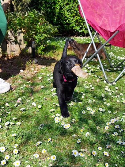 Quintessence Canine - Comportementaliste Chien - Education Canine, Dresseur de Chiens au Pin