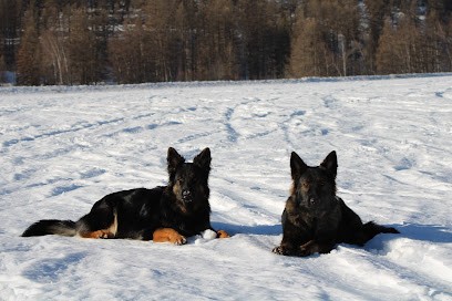 Elevage du Val de l'Ausson : Berger Allemand ancien type (AS), Eleveur de Chiens à Franxault