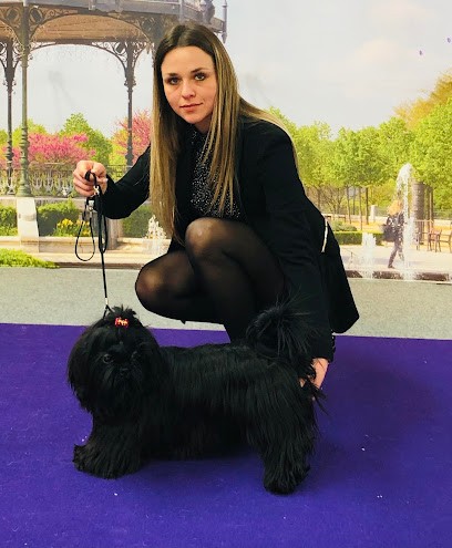 Elevage De Shih Tzu Et Chihuahua Le Royaume De Laurie, Eleveur de Chiens à La Frette