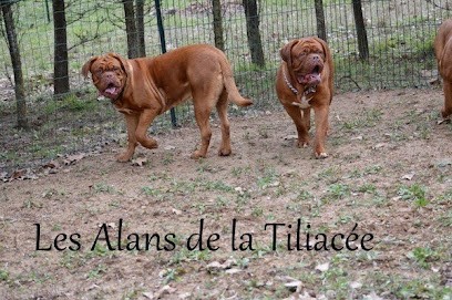 Elevage Dogue de Bordeaux: Les Alans de la Tiliacèe, Eleveur de Chiens à Taradeau