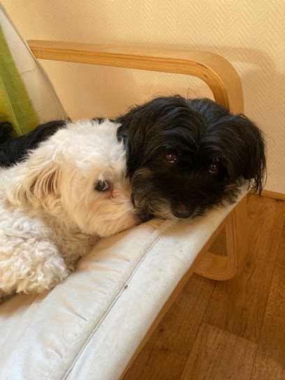 Élevage Des Trois Erables, Eleveur de Chiens à La Jarrie