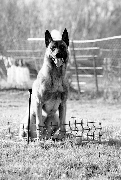 Élevage Du Lac Merlas, Eleveur de Chiens à Languevoisin-Quiquery