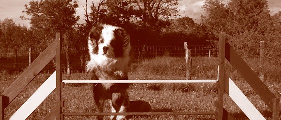 Les Caprices De Sirius, Dresseur de Chiens à Saint-Didier-d'Aussiat