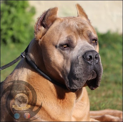 Le Temple de Jade, Eleveur de Chiens à Mérigny