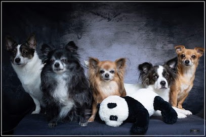 Domaine Des 4 Pattes -Chou,chiens&cie, Pension pour Chiens à Calonne-sur-la-Lys