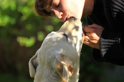 Elevage Labrador Toulouse - Sweet Loving Snout, Eleveur de Chiens à Montesquieu-Volvestre
