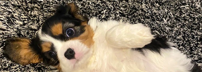 Aux Songes D’orphee Elevage de CAVALIER KING CHARLES, Eleveur de Chiens à Mouroux