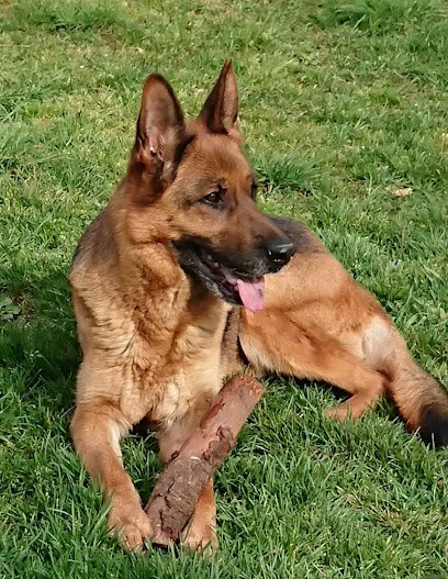 Elevage du Clos Vauban, Eleveur de Chiens à Sermizelles
