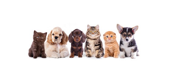 Livestock De La Planque, Pension pour Chiens à Orgueil