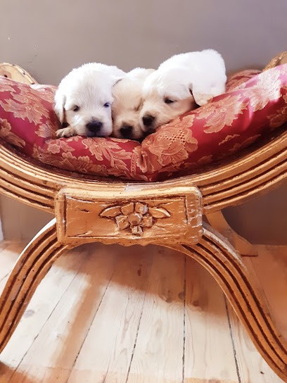Golden Retriever Of Lanson Fields, Eleveur de Chiens à Laure-Minervois