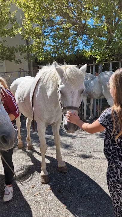 Cavaliers d'Eole, Eleveur de Chiens à Bagnols-sur-Cèze
