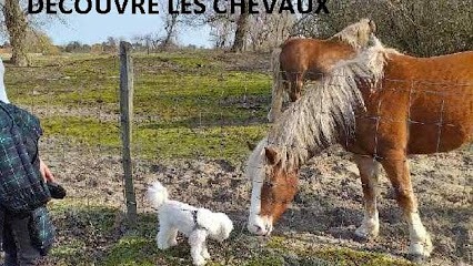 Coach Educ'Savoir Canin, Dresseur de Chiens à Savigny-sur-Braye
