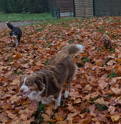 Saisons Canines, Educateur Canin, Comportementaliste Dresseur De Chiens à Reims