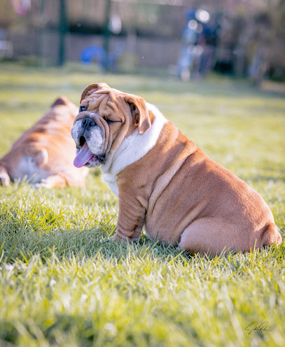 Winny Bull Family, Éleveur De Chiens à Saint-Pierre-Laval