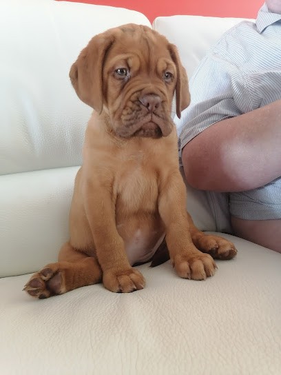 Du chant des bruants, Eleveur de Chiens à Mastaing