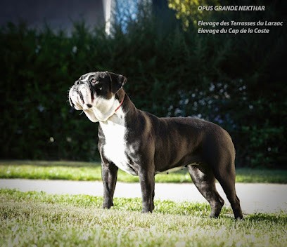 Élevage du Cap de la Coste, Eleveur de Chiens à Tourves