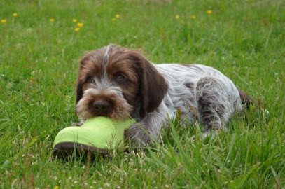 Élevage de la Barde Lierre : Vente de chiots Griffons Korthals, Eleveur de Chiens à Magescq