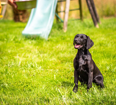 Élevage D'aspe Et D'ossau Éleveur De Chiens à Saint-Jean-Ligoure