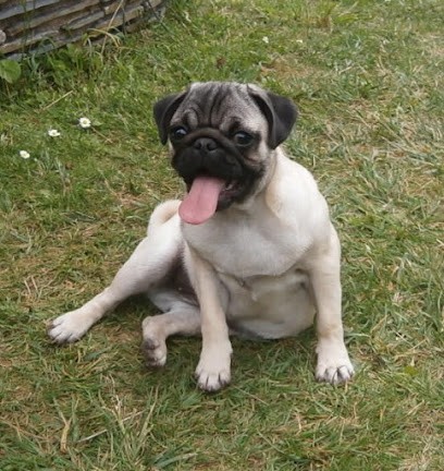 L'As Dog Coeur, Club Canin Le Louroux Béconnais, Dresseur de Chiens à Val d'Erdre-Auxence