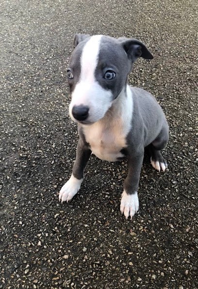 whippet, Eleveur de Chiens à Amiens