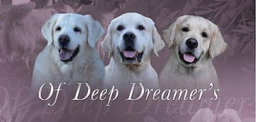 Of Deep Dreamer's - Golden Retriever, Éleveur De Chiens à Opio