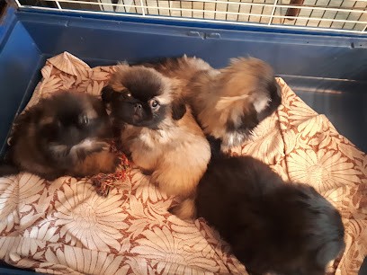 Darling Dog, Eleveur de Chiens à Serrigny-en-Bresse