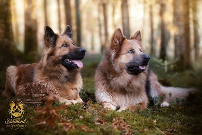 LES DIAMANTS DE LA GARTEMPE - ELEVAGE ALTDEUTSCHE SCHAFERHUND, Eleveur de Chiens à Saulgé