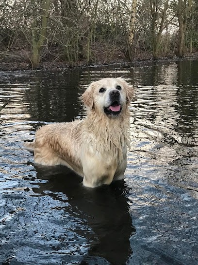 Le Domaine De Tornade, Eleveur de Chiens à Houplines