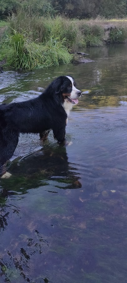 Elevage des Monts de Flandre Du Domaine de Mafleurio, Eleveur de Chiens à Saint-Jans-Cappel