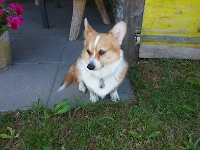 La Caverne des Anges, Eleveur de Chiens à Charny Orée de Puisaye