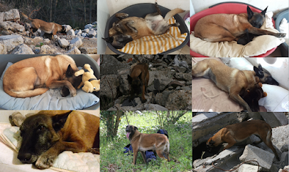 Malinois Et Vous Formations By Édu'cat Pat Dresseur De Chiens aux Villages Vovéens