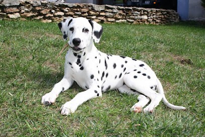 Elevage De Dalmatiens De La Mare Aux Buis, Eleveur de Chiens à Bailleau-Armenonville