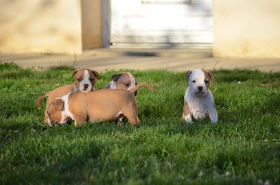 Elevage / Pension Canine Domaine De Roujus, Eleveur de Chiens à Saint-Trivier-de-Courtes