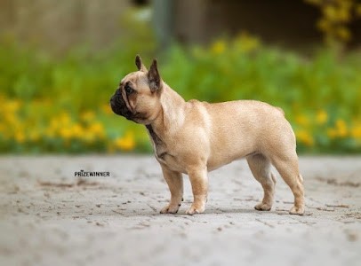 Mouette Brigitte, Eleveur de Chiens à Cahagnes