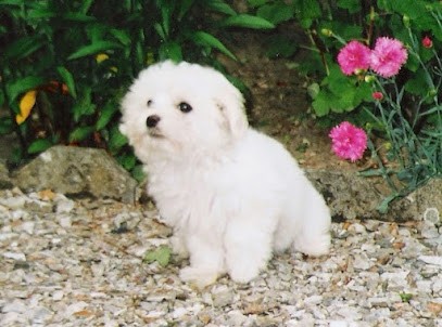 Elevage Dubois Sybille, Eleveur de Chiens à Magescq