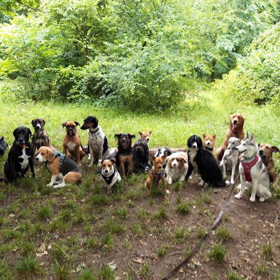 University Dogs éducation canine, Dresseur de Chiens à Paris 12
