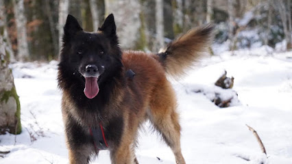 Comprends Ton Chien Roanne_ Educateur Canin Roanne Dresseur De Chiens à Roanne
