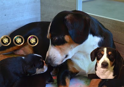 Elevage des Elmiti, Eleveur de Chiens à Damelevières