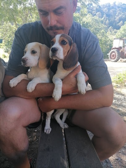 Sarl Puech Rouch, Eleveur de Chiens à Saint-Chinian